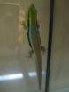 Phelsuma klemmeri 2.8.20 ! DNZ2021/2009 und2010