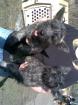 Reinrassige Cairnterrier 3 Monate geimpft und entwurmt