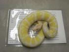 Albino und Piebald Ball Pythons zum Verkauf