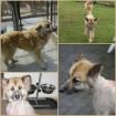 Miley, super liebe Colliemischlings-Dame sucht ein Zuhause