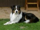 Biete wunderschönen Australian Shepherd Rüden zum Decken