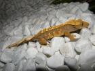 Kronengeckos, Leopardgeckos, Goldstaubtaggeckos abzugeben