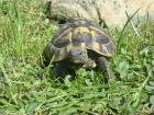 Griechische Landschildkröten (THB), aus eigener Nachzucht, div. Jahrgänge