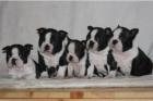 BOSTON TERRIER WELPEN