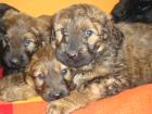 Briard-Mix Welpen