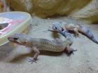 Leopardgecko Damen Gruppe