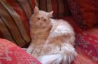 XXL Main Coon Kater