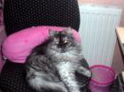 Maine Coon Persermix 3 Jahre