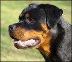 Rottweiler Welpen