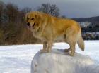 Top Rüde Golden Retriever