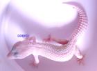 Leopardgecko Blazing Blizzard Adult*VERSAND*