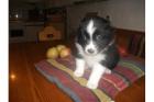 AUSTRALIAN SHEPHERD WELPEN