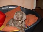 11 Wochen alter Weimaraner Rüde!!!!!