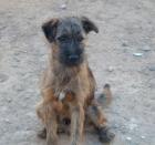 Kleiner Tomy ( Terrier-Mix) sucht ein Zuhause