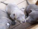 Suche PitBull welpen ( Blue Line ) man 