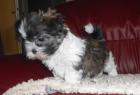 3 kleine Shih Tzu Welpen