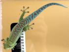 Phelsuma b. borbonica NZ2021 abzugeben