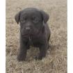 Verkaufe Labrador Retriever Welpen