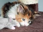 Typvolle Maine Coon Kitten mit exl. Stammbaum abzugeben