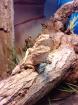 Suchen dringend 0.2 Pogona henrylawsoni (Zwergbartagamenweibchen)