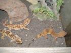 4 Leopardgecko weibchen inkl. Terrarium und Zubehör