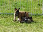 Malinois Welpen mit VDH-Papieren