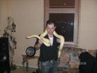 Albino Tigerpython