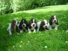 Basset Hounds from far far away