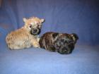 Cairn Terrier Welpen