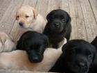 Labrador Retriever Welpen zu verkaufen