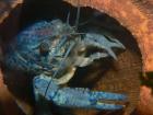 1cm große Blauer Floridakrebs-Procambarus Alleni