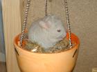 Chinchilla Babys suchen ein neues Zuhause