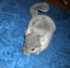 Afro Violett Chinchilla