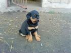 Rottweilerwelpen