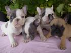 Franzosische Bulldogge Welpen