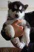 6 reinrassige siberian Husky-Welpen