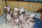 6 nackte Welpen,Chinese Crested Dog