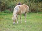 Dt. Reitpony-Mix Hengst 1,5 Jahre