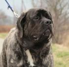 Old English Mastiff Rüde Askaban 