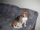 Vermisse meinen Beagle