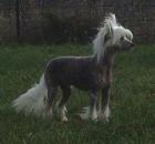 Chinese Crested Ruede mit Papieren, 30cm Gross