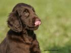 Traumhafte Flatcoated Retriever Welpen mit Papieren aus dem Odenwald!