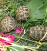 Griechische Landschildkrötenbabys (Thb) 