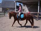 Welsh Cob Stute sucht zuverlässige Reitbeteiligung  Simmern Hunsrück Kümbdchen