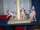 Katzen baby DON SPHYNX 