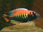 Buntbarsche Haplochromis (Pundamilia) nyererei