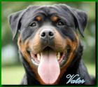 Kraeftige Rottweilerwelpen (kupiert)