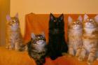 Maine Coon Jungtiere suchen ein zuhause 