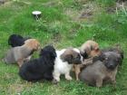 6 Dackel - Terrier Mischlinge 