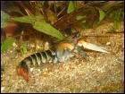 2x Cherax Zebrakrebse ( Cherax Peknyi ) abzugeben